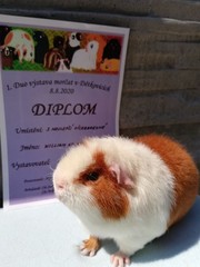 1.Duo Výstava morčat v Dětkovicích