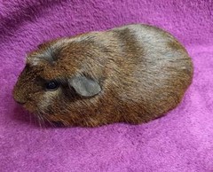 Leo Avenger Cavia