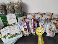 52nd CAVY SHOW FOR PETS 2022