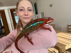 7.DUO Výstava morčat v Dětkovicích