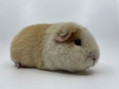 2. DUO Velikonočná výstava ušlachťilých morčiat