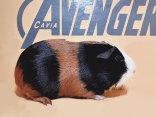 Gerda Avenger Cavia