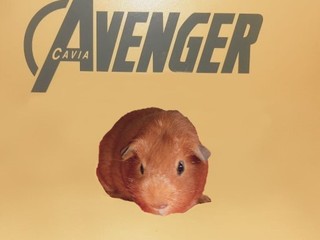 Samuel Avenger Cavia