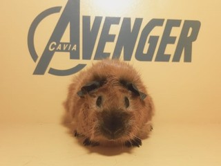 Okoye Avenger Cavia