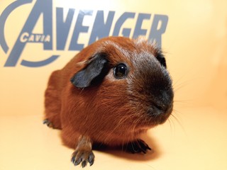 Ivon Aenger Cavia