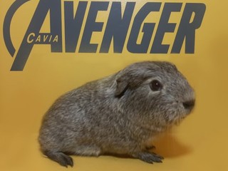 Virginia Avenger Cavia