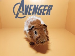 Queen Avenger Cavia