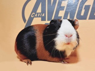 Gerta Avenger Cavia