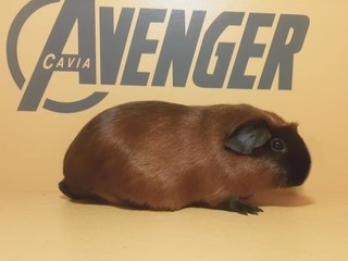 Kimura Avenger Cavia