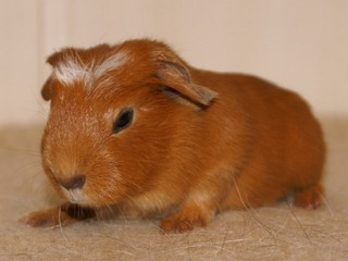 Isha z Holákova hradu