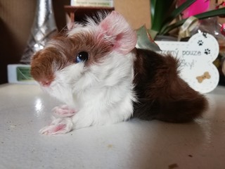 Sancho of Stracciatella