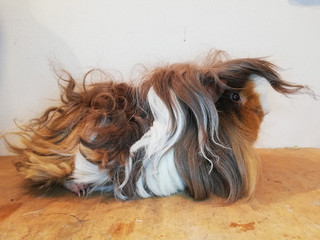 Indiana Dream of Stracciatella