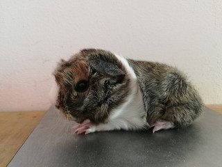Fifi of Stracciatella