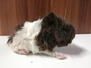 Octavia of Stracciatella