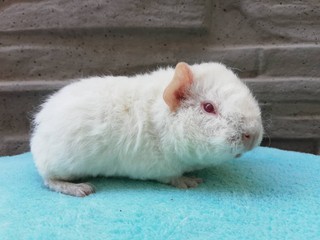 Parmazán of Stracciatella