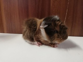 Narnie of Stracciatella