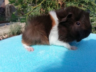 Charlie of Stracciatella
