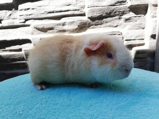 Jumanji of Stracciatella