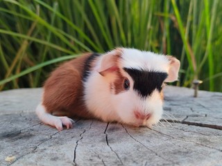 T1