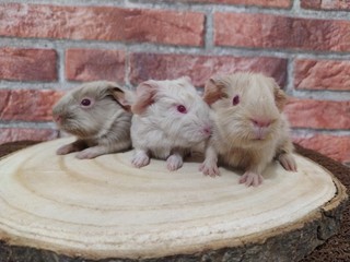 J3