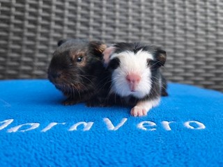 O5