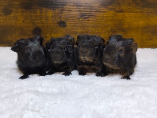 X4