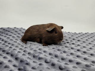 Ulixis