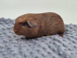Howard
