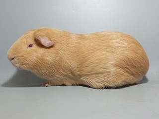 Chulio de la Maria-Tera