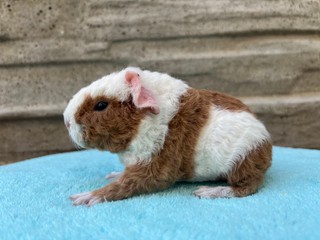 Tony of Stracciatella