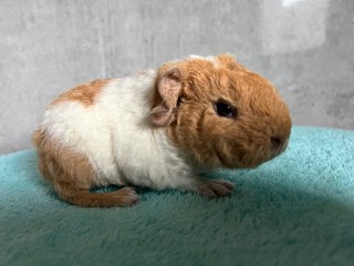 Louis of Stracciatella