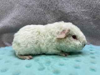 Grimm of Stracciatella