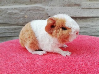 Karin of Stracciatella