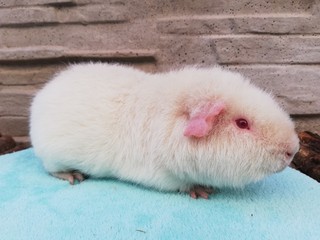 Vulkán of Stracciatella