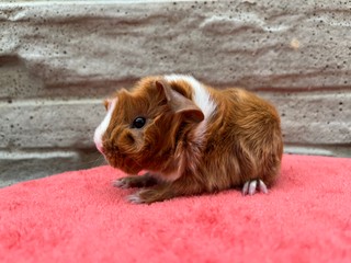 Ulrika of Stracciatella