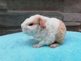 Helboy of Stracciatella