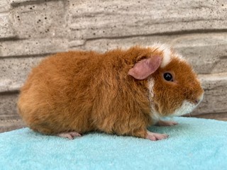 Paddy of Stracciatella