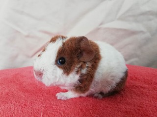 Zaja of Stracciatella