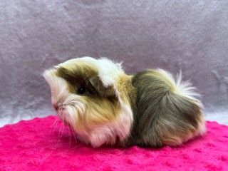 Chanel of Stracciatella