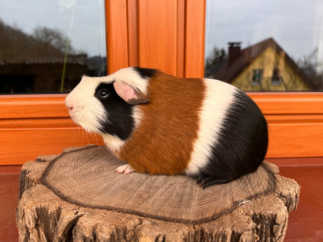 Hugísek Charqie