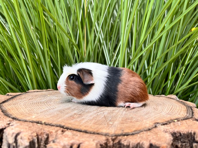 Cherry Dalva Dyna