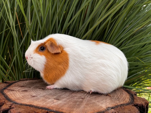 Kassinopea Bellissimo