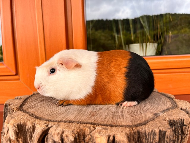 Okira Basileus