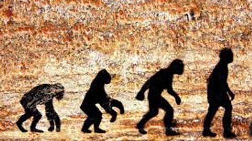 Human Evolution