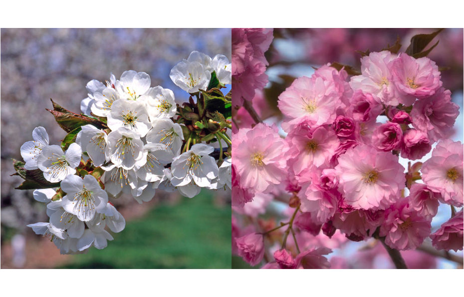 cherry fruit tree in bloom