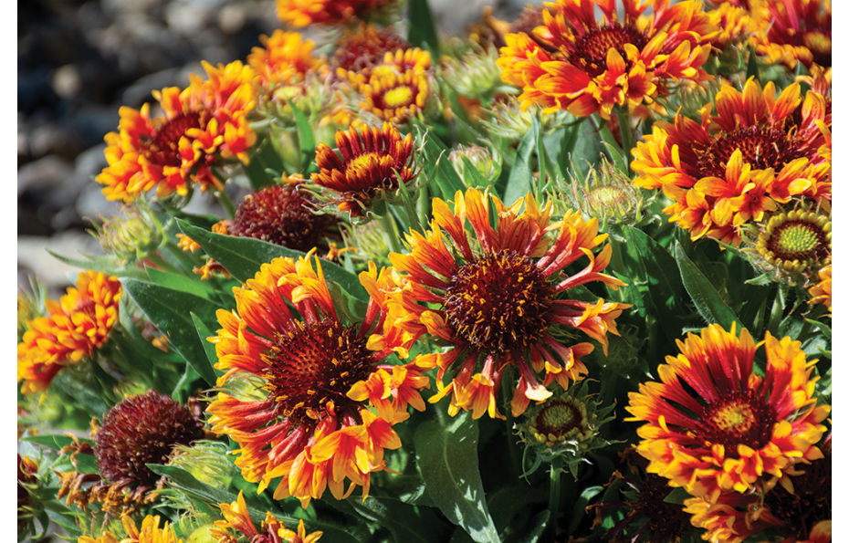 How to Create a Pollinator Friendly Garden in the Columbia River Basin 