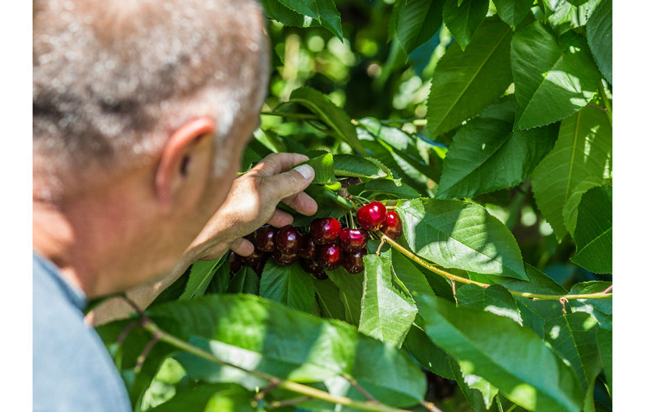 The 2023 Washington Cherry Harvest: A Year Like No Other