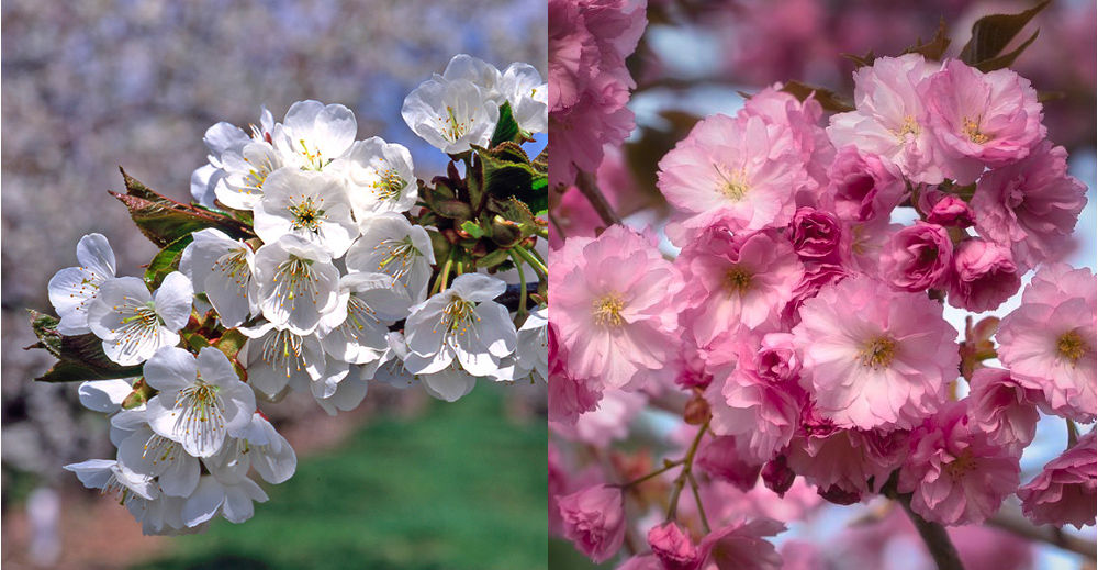 Cherry Fruit Trees vs Cherry Blossom Trees