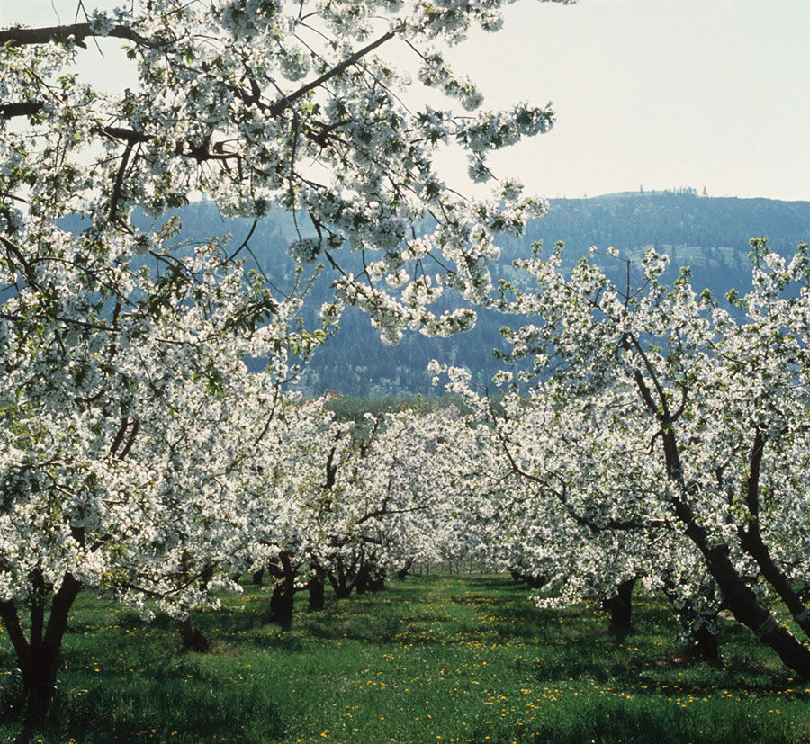 cherry blossoms