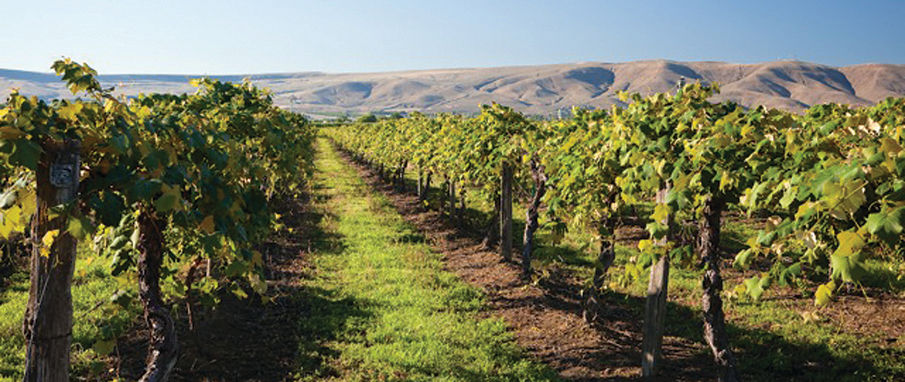 Orchard of wine grapes growing in the Columbia Valley near Prosser, WA